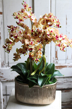 Nellia Golinata, jednostronny storczyk w złotej donicy, wys.67cm 