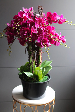 Gizelle Mediolan storczyk fuksja w plastikowym wkładzie, wys.75cm