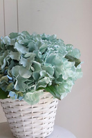 Kreolisse kosz z morskimi kwiatami hortensji