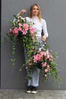 Rossamana, kwiaty w wiszącej donicy