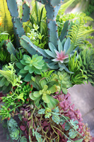 Cacti Acapulco Mirror, sukulenty z kaktusem w stalowej donicy