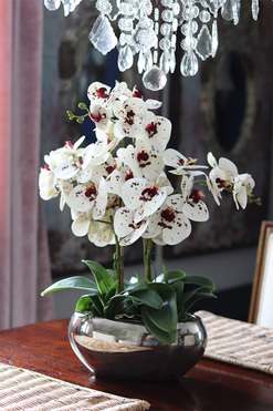 gumowy storczyk w lustrzanej donicy, Kreolisto, wys.68cm 