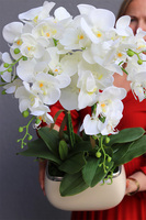 Teolina Glamour, gumowy storczyk w naczyniu