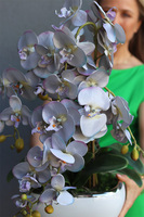 sinofioletowy storczyk w donicy glamour, Ophelia Gerra