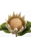 sztuczny kwiat na gałązce, Protea / Karczoch 1 szt., wys.68cm 