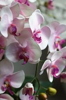 Różowe Chwile, sztuczny storczyk w białej donicy