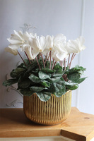 Szronione Cyklameny 2, elegancka zimowa kompozycja