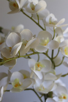 Mint&White, gumowy storczyk w pasiastej doniczce