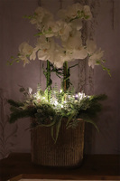 Śnieżna Kraina, elegancki storczyk zimowy LED