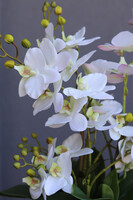 Eulalia, biały storczyk w fioletowej donicy