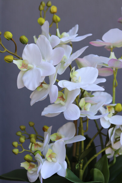 Eulalia, biały storczyk w fioletowej donicy