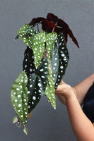 Begonia Koralowa, roślina doniczkowa w osłonce