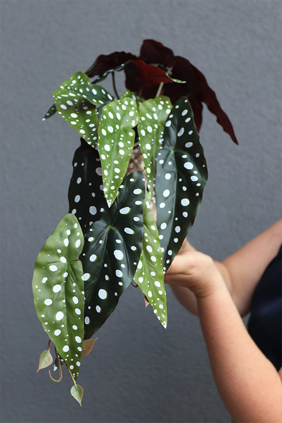 Begonia Koralowa, roślina doniczkowa w osłonce