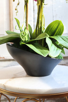 bogaty storczyk w ceramicznej misie, Fuksja Celeste, wys.55cm