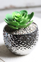 Gestree Silver, kompozycja sukulenty w srebrnej donicy, wys.15cm