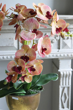 Gedristo Granada, gumowy storczyk tygrysi w złotym pucharze, wys.60cm 