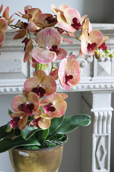 Gedristo Granada, gumowy storczyk tygrysi w złotym pucharze, wys.60cm 