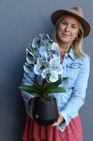 Bellede, wysokiej jakości sztuczny storczyk, wym.54cm