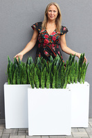 Sansewieria Fiberglass Marco 3, roślina sztuczna w donicy