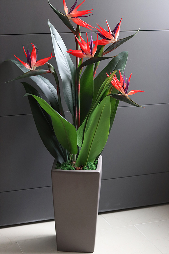 Strelicja Helios, egzotyczna dekoracja podłogowa