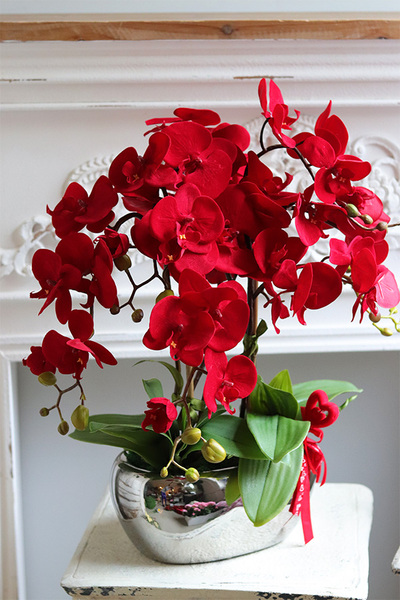 Walentynkowy, czerwony storczyk na dzień zakochanych