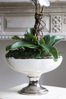 elegancki storczyk w białym pucharze glamour, White Glessy, wys.65cm