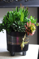 Polena, sukulenty w nowoczesnej donicy