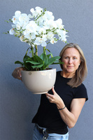 Dolandia Beige, sztuczny storczyk w misie