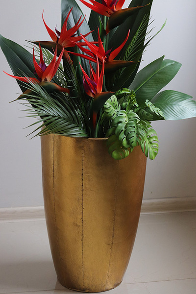 Strelicja Złota Bajka 3, egzotyczna kompozycja