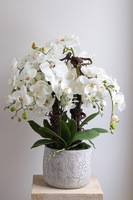 Modern Meadow, stylowy storczyk w doniczce ze wzorem