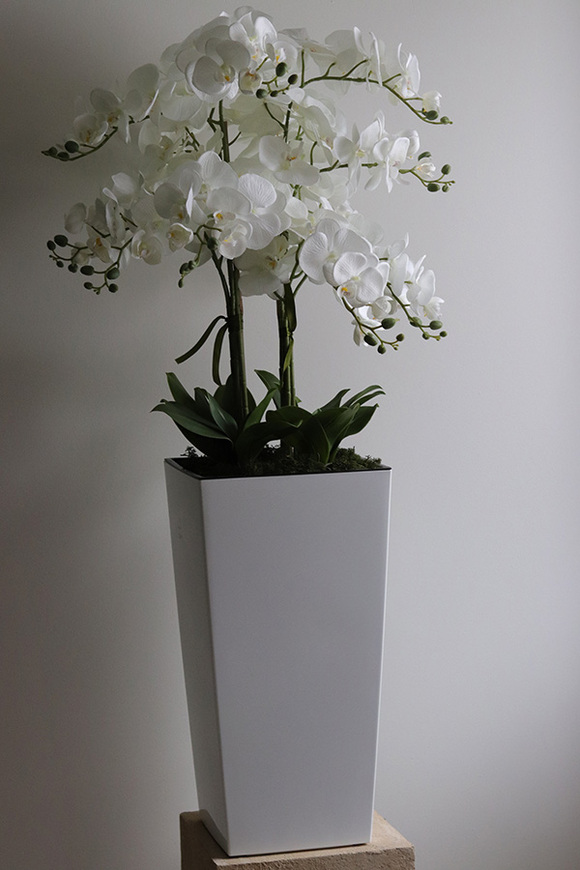 Mediolan Klasico, bogaty storczyk podłogowy w białej donicy, wys.120cm