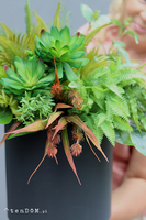 Zielona Moderna Moment, sukulenty w czarnej donicy