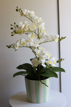  Mint&White, gumowy storczyk w pasiastej doniczce, wys.58cm