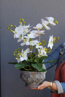 Eulalia, biały storczyk w fioletowej donicy