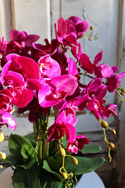 bogaty storczyk w ceramicznej misie, Fuksja Celeste, wys.55cm