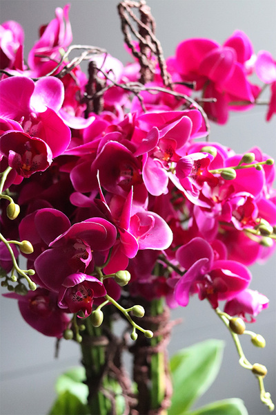 Gizelle Mediolan storczyk fuksja w plastikowym wkładzie