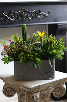 Green Neriata, sukulenty w prostokątnej donicy