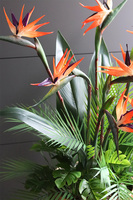 egzotyczna kompozycja, Strelicja Złota Bajka