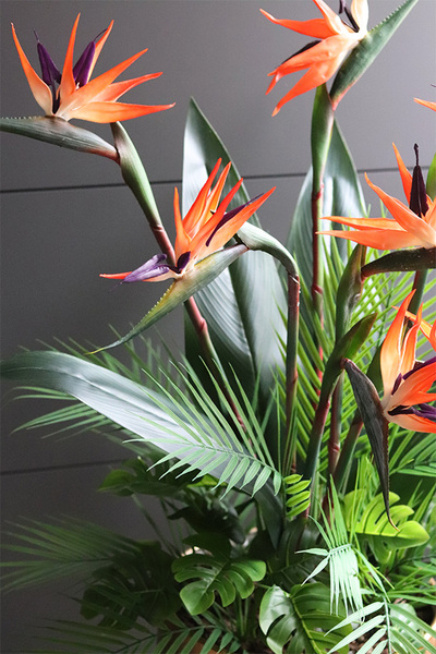 egzotyczna kompozycja, Strelicja Złota Bajka