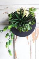 Designerio A, kompozycja sukulenty w czarnej donicy wiszącej, wym.16x25cm