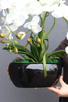 Black Kreolla, storczyk w czarnej donicy