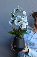 Bellede, wysokiej jakości sztuczny storczyk, wym.54cm