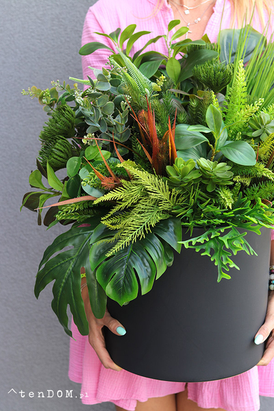 Zielona Moderna Big, sukulenty w czarnej donicy