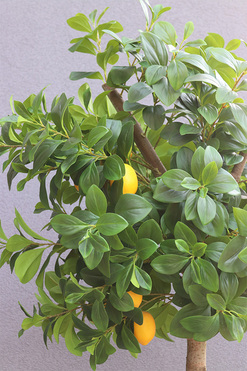 Lemon Tree Nero, sztuczne drzewko cytrynowe w donicy, wym.218cm