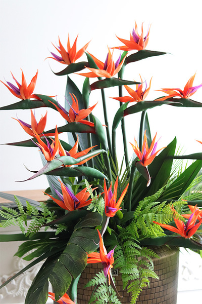 Strelicja Hilton Balleti, egzotyczna kompozycja