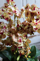 Nellia Golinata, efektowny storczyk w złotej donicy