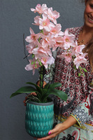 Turkussana, różowy storczyk w turkusowej donicy