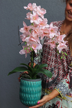 Turkussana, różowy storczyk w turkusowej donicy, wys.60cm 