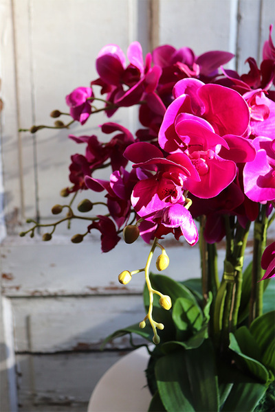 bogaty storczyk w ceramicznej misie, Fuksja Celeste, wys.55cm