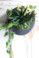 Designerio A, kompozycja sukulenty w czarnej donicy wiszącej, wym.16x25cm